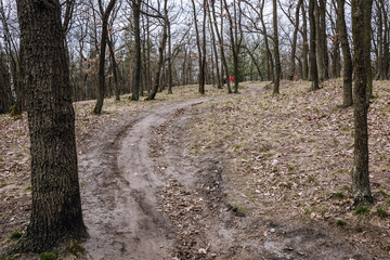 Poster - Path in forest area in Bialoleka district in Warsaw, capital of Poland