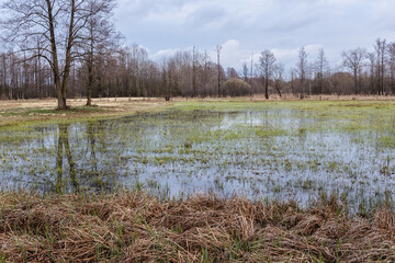 Wall Mural - Flooded meadows during spring in Masovia region, Poland