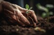 Hand von Gärtner/Gärtnerin die eine junge Pflanze Setzling in die Erde einpflanzt - Nahaufnahme   