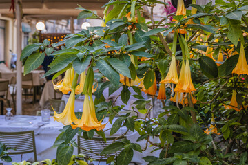 Canvas Print - Datura plant next to bar in historic part of Corfu town on Corfu Island in Greece