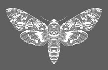 Moth. Lace Floral Pattern On The Wings. Vector Illustration