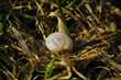 muszla ślimaka z bliska w suchej trawie