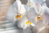 Fototapeta Storczyk - A delicate flower of a white orchid close-up.

