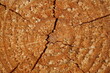Background of a sawed off pine trunk with age rings and cracks