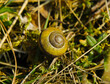 mała muszelka ślimaka na suchej trawie