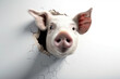 Pig peeking out of a hole in the wall white background white wall pig's head snout funny generative ai