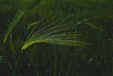 Fototapeta Dmuchawce - zielony kłos zboża na tle pola 