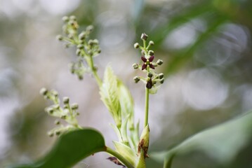 Canvas Print - Aucuba japonica.
Native to Japan, Aucubaceae evergreen Dioecious shrub. The flowering season is from March to May. The fruits ripen red in autumn.