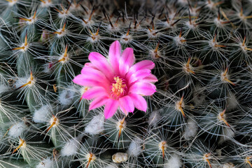 Wall Mural - cactus flower in the desert. the first bloom of this cactus happened to be on the first day of sprin