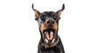 Angry doberman dog. Barking dog isolated on transparent background. Doberman dog portrait. Post-processed generative AI	

