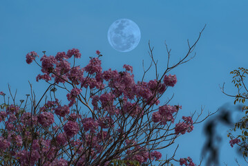 Wall Mural - pink tabebuia rosea flower tree branches with full moon on sky.
