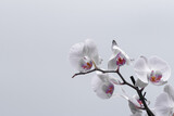 Fototapeta Storczyk - Białe kwiaty storczyka na jasnym tle