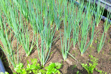 Sticker - Spring onion vegetable farm soil vegetable garden, organic spring onion vegetable gardening with fresh vegetable shallots planting , in the greenhouse garden eco friendly gardening nature