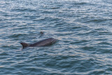 Fototapeta Morze - Dolphin in Clearwater, Florida, USA. Sunset time.