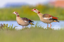 Egyptian Goose Bird Couple Alerted