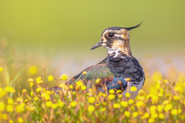 Poster - Female Northern lapwing hiding between yellow flowers