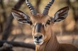 Impala ram with bowed horns. Generative AI