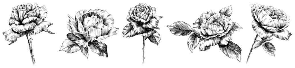 Wall Mural - Rose flower isolated on white. hand drawn vintage illustration.