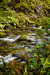 Wall Mural - Nature scenic landscapes, mountain rivers and streams, brooks and small waterfalls, green summer nature