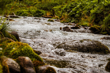 Wall Mural - Nature scenic landscapes, mountain rivers and streams, brooks and small waterfalls, green summer nature