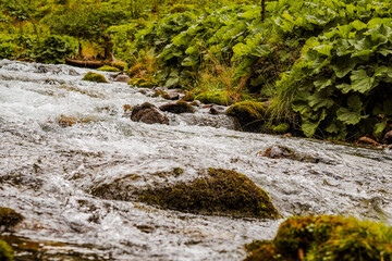 Wall Mural - Nature scenic landscapes, mountain rivers and streams, brooks and small waterfalls, green summer nature