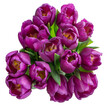 Bouquet of vivid purple tulips isolated on blank background. Mothers day, Valentines Day, Easter, Birthday greeting card. Greeting card. Copy space for text, top view