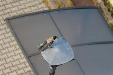 Poster - Hooded crow