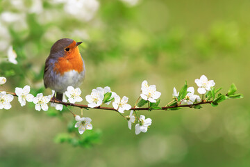 Wall Mural - bird robin sitting on cherry branches with white flowers on a sunny spring day