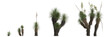 3d illustration of set yucca elata tree isolated on transparent background