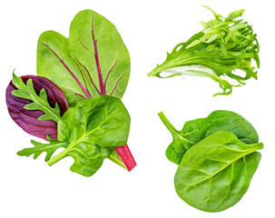 Wall Mural - Salad leaves Collection. Isolated Mixed Salad leaves with Spinach, Frisee, Chard, lamb's  lettuce, arugula on white background. Flat lay. Creative layout. Pattern.