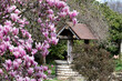 Les magnolias du parc de la Tête d'Or à Lyon
