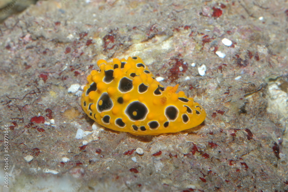 phyllidia varicosa underwater shot in the lake. Wild life animal. Fish ...