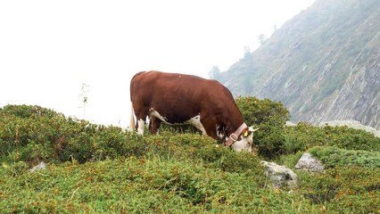 Wall Mural - Closeup of a cow grazing on top of a rocky mountain