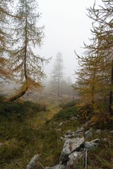 Poster - Beautiful autumnal view of a forest trail on a mountain covered on the background of a fog