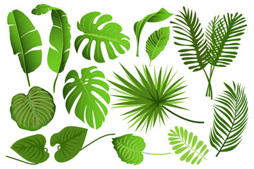 Leinwandbilder - Tropical leaves set graphic elements in flat design. Bundle of different type exotic leaves, green jungle plants, monstera, banana and other botanical branches. Illustration isolated objects
