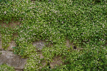 Green growth on the wall