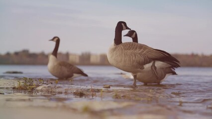 Sticker - Closeup of Canadian geese swimming in water