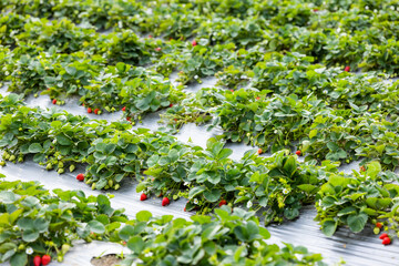 Poster - Juicy strawberries ready for harvest