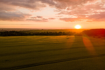 Wall Mural - Aerial landscape view of yellow cultivated agricultural field with ripe wheat on vibrant summer evening