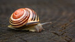 Wstężyk ślimak