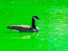 Canada Goose Swimming In The Pond Of The Myriad Botanical Gardens During St. Patrick's Day