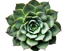 Green Succulent Plant Top View, Vibrant Color, Isolated On White Background, Perfect For Design Elements, Generative AI