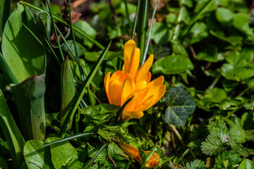 Wall Mural - Yellow crocus flower in a forest at early spring