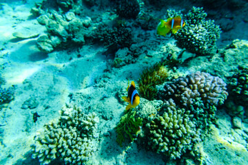 Colonies of corals and Red Sea Clownfish (Amphiprion bicinctus) at coral reef in Red sea