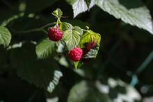 Raspberries On A Branch On A Sunny Summer Day