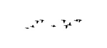 Flock Of Duck Birds On Clear Background