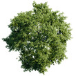 © aby - green tree top view on white png landscape plan urban