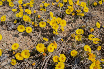 Poster - Tussilago farfara, commonly known as coltsfoot, on spring field. Coltsfoot has been used in herbal medicine.