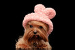 canvas print picture - cute yorkshire terrier dog wearing pink hoodie and sticking out tongue
