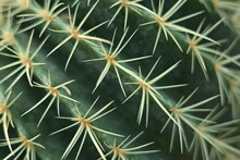 Cactus Texture, Cactus Needles Close-up, Cactus Lines Close-up, Macro Succulent Needles Close-up, Green Texutra Succulent